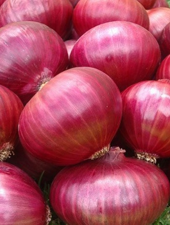 Red Onions